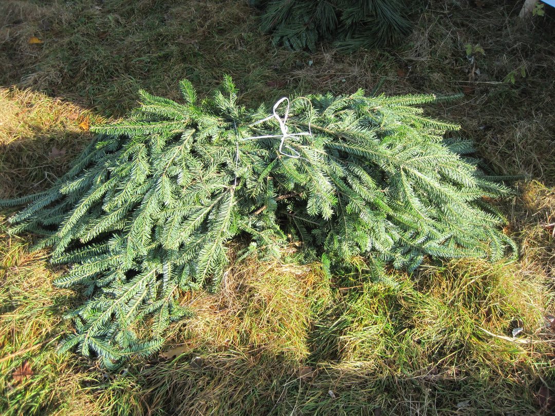 Balsam Fir Tips