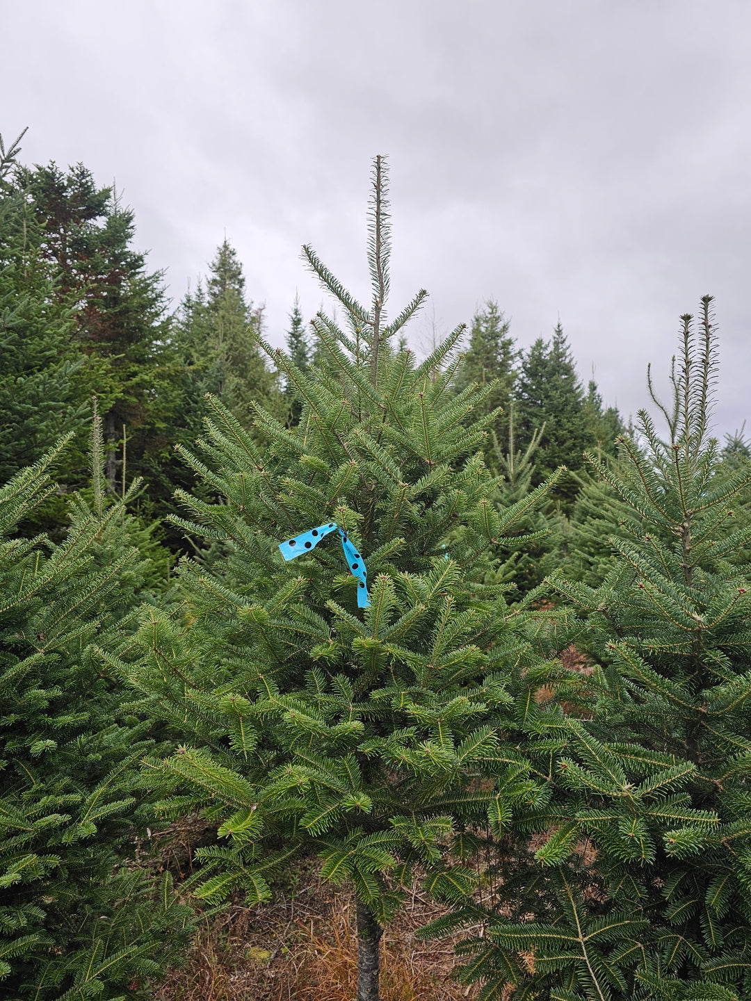 Table Top Christmas Tree