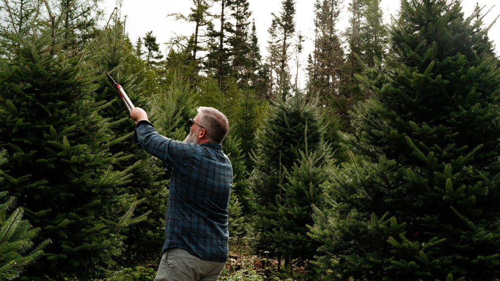 Collections Porter River Christmas Trees Calgary & Central Alberta