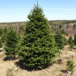 Tree Pickup