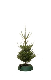 Small Table Tree