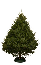 8 ft. Christmas Tree